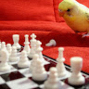 Meet your Posher, Nissa